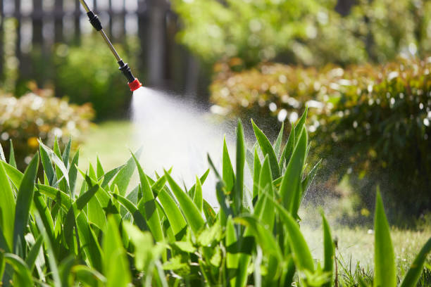 24/7 Emergency Termite Control experts in Phelan, CA